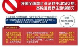滥禁时间在线观看,揭秘历史禁令背后的真相