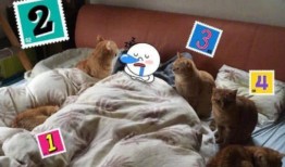 娱乐吃瓜酱橘猫,娱乐界的“喵星人”