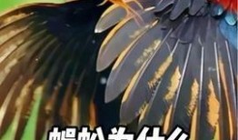 大公鸡视频在线观看,一场视觉盛宴的在线观看体验