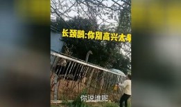 爆笑大哥爆料视频网,视频网背后的爆笑瞬间大揭秘！