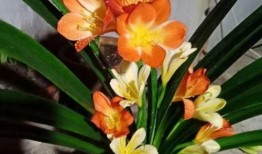 爆料君子兰的新段子视频,笑翻花市，花语新解