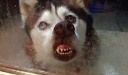 爆料二哈视频大全集,爆笑视频大全集回顾