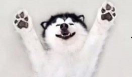 使命召唤哈士奇爆料视频,哈士奇新爆料！揭秘神秘游戏内容与玩法