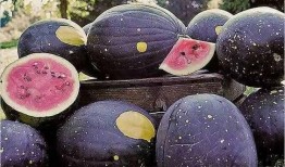 网红黑料吃瓜,吃瓜群众如何应对网络舆论风暴