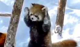 动物最新爆料视频,最新爆料视频揭示不为人知的秘密