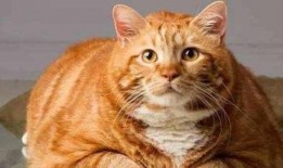 娱乐吃瓜酱橘猫,娱乐界的“喵星人”