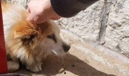 老狗网红爆料视频,揭秘娱乐圈幕后真相