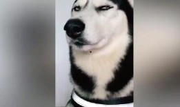 爆料二哈视频大全集,爆笑视频大全集回顾