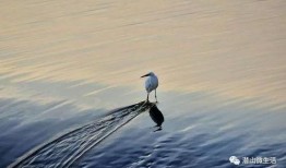 白鹭夺宝爆料视频,视频爆料揭示宝藏背后的神秘故事