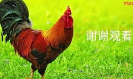 大公鸡视频在线观看,一场视觉盛宴的在线观看体验
