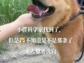 老狗网红爆料视频,揭秘娱乐圈幕后真相