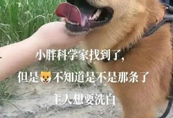老狗网红爆料视频,揭秘娱乐圈幕后真相