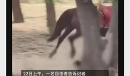 男子爆料景区视频在线观看,揭秘真实旅游幕后