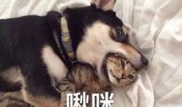 爆料二哈视频大全集,爆笑视频大全集回顾