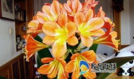 爆料君子兰的新段子视频,笑翻花市，花语新解