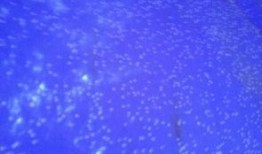 重庆大渝网新闻爆料台,揭秘本地热点事件背后的真相