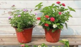 何家四房爆料视频大全最新