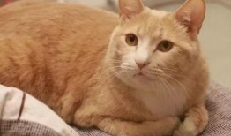 娱乐吃瓜酱橘猫,娱乐界的“喵星人”