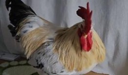 大公鸡视频在线观看,一场视觉盛宴的在线观看体验