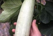 吃网红的瓜犯法吗,吃瓜需谨慎，违法风险知多少？
