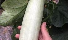 吃网红的瓜犯法吗,吃瓜需谨慎，违法风险知多少？