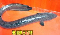 大尾鲈鳗1在线观看,在线观看，揭秘深海神秘生物