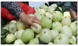 甜瓜最新爆料视频