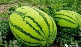 张露文免费吃瓜,揭秘娱乐圈幕后故事
